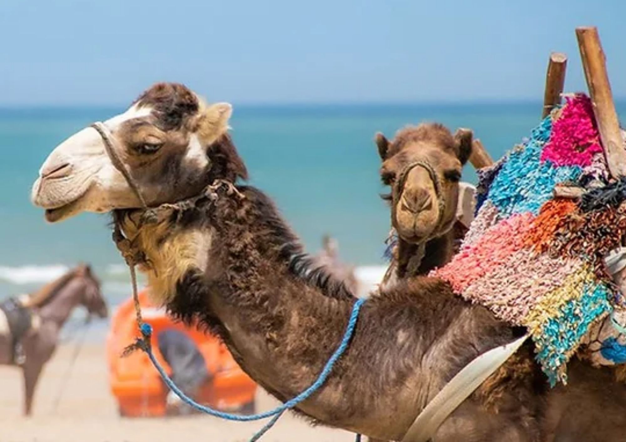 Camel Riding — from 250 MAD per person · ride along the Atlantic beach or surrounding countryside · suitable for couples and families