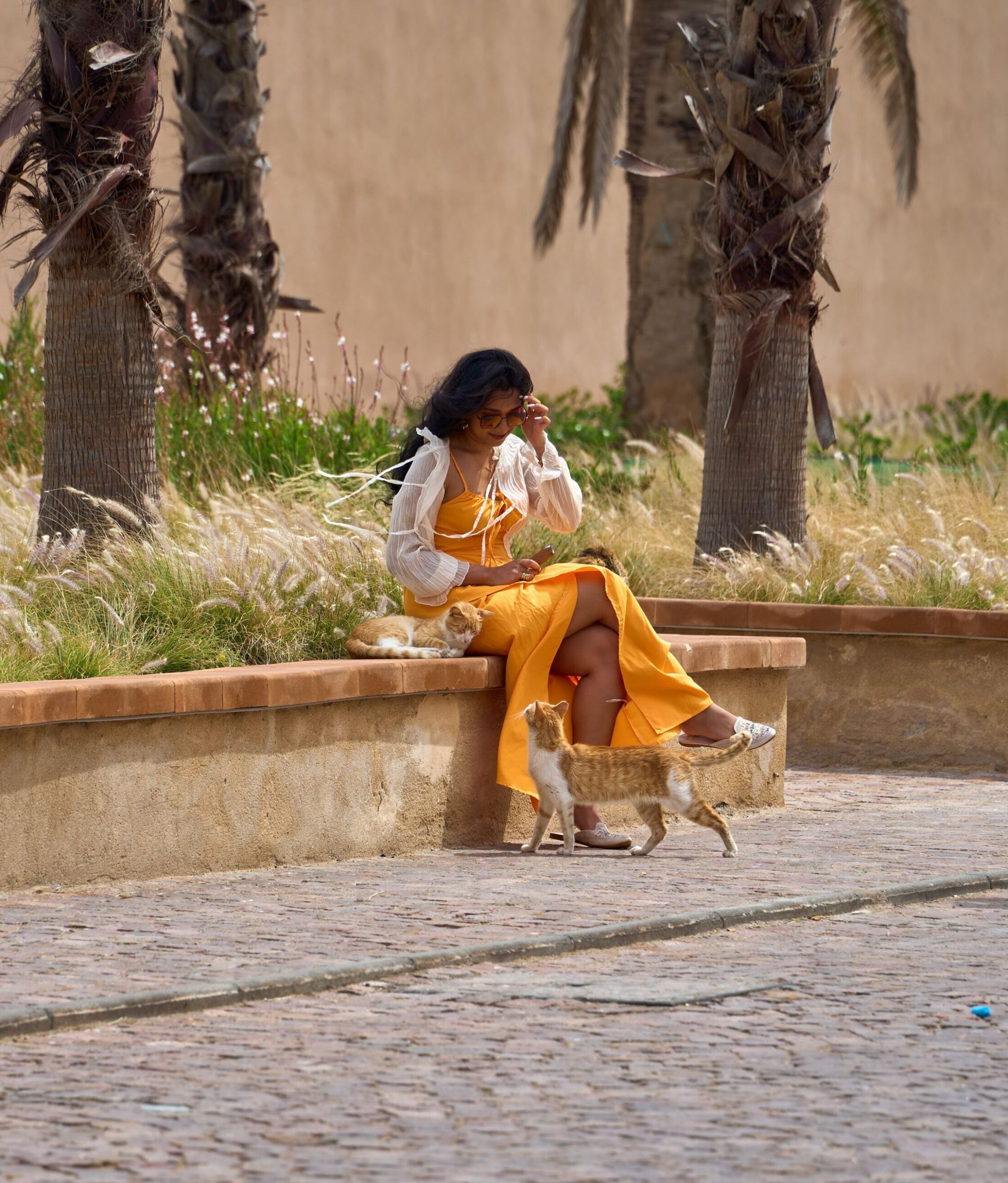 cat essaouira