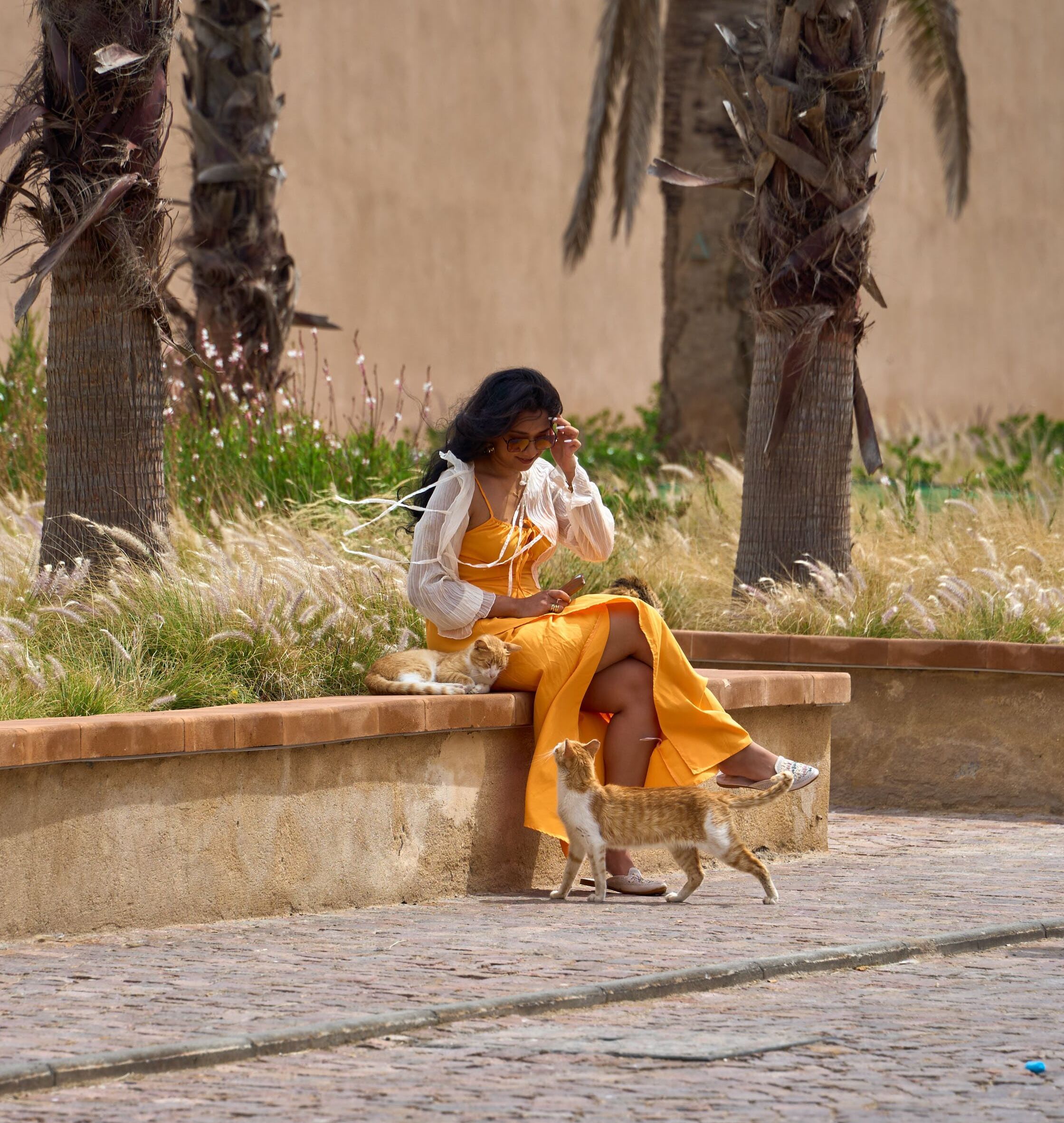 cat essaouira