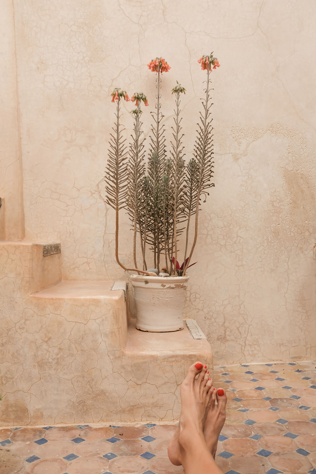 dar-emma_house_Essaouira_morocco_exterior-sitting-plant-1750398534070